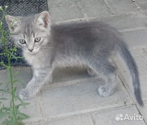 Котята в добрые руки бесплатно