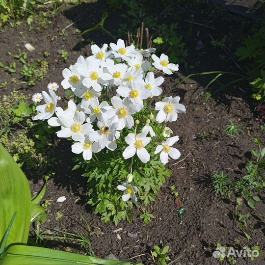 Анемона белая