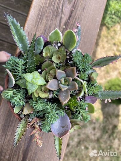 Суккуленты набор