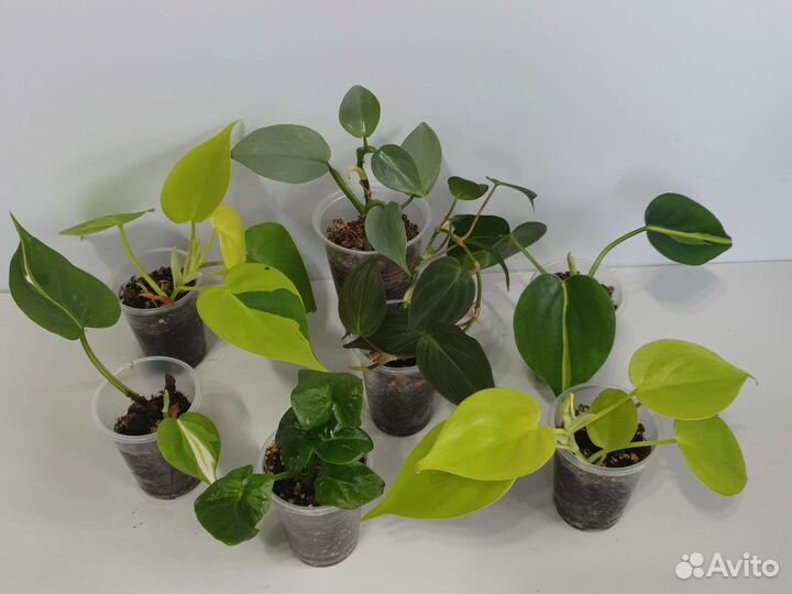 Комнатные цветы