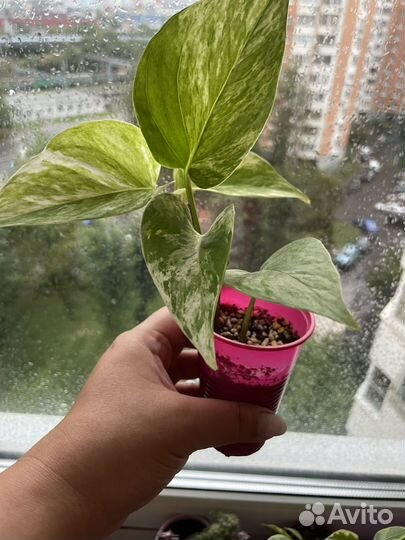 Сциндапсус эпипремнум