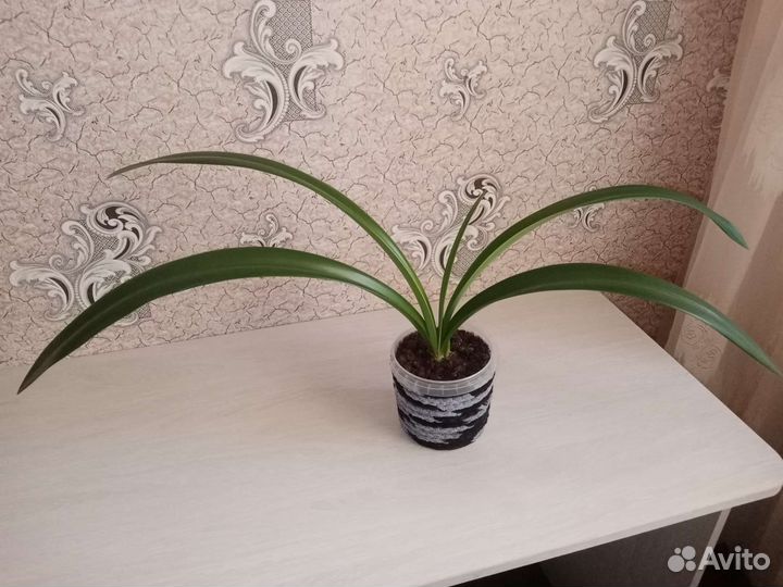 Гиппиаструм