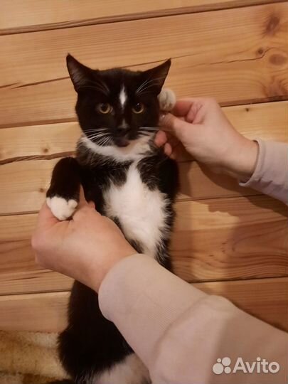 Кошки в добрые руки бесплатно