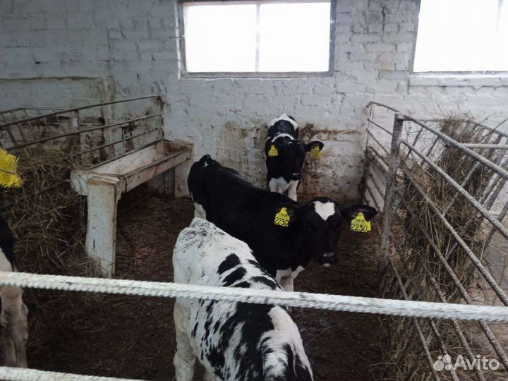 Бычки на откорм, на племя, телки