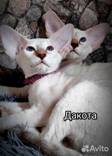 Кошка петерболд