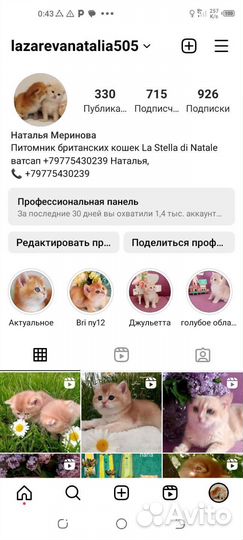 Британский золотой мальчик