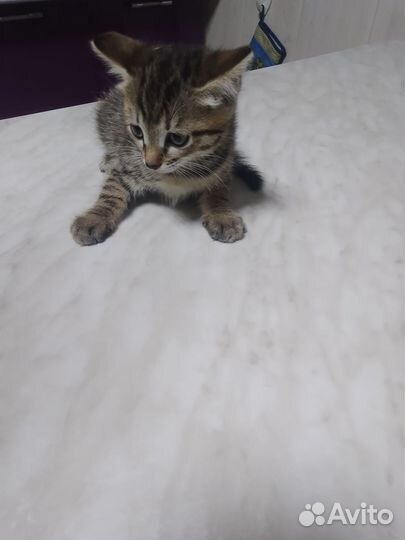 Отдам котят