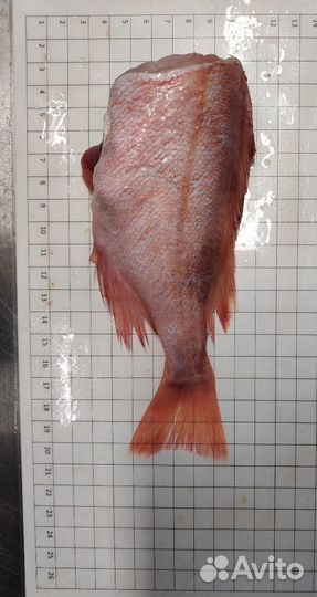 Морской окунь пбг свежемороженный