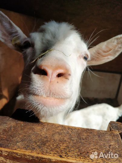 Продам с/х животных