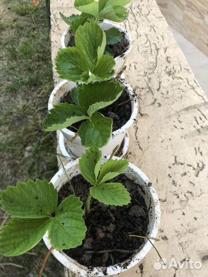 Саженцы клубники