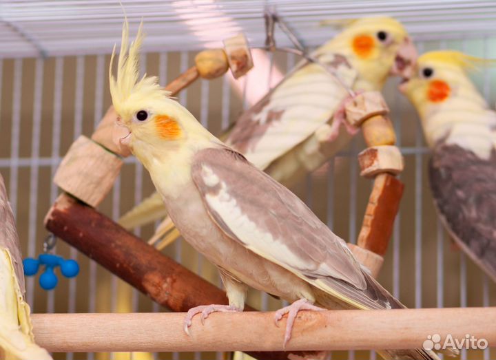 Лучшие птенцы корелл для Вас