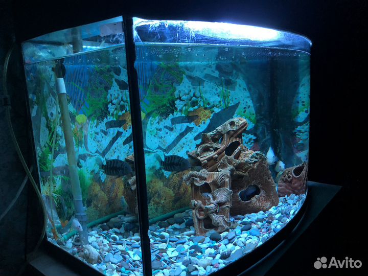 Аквариум