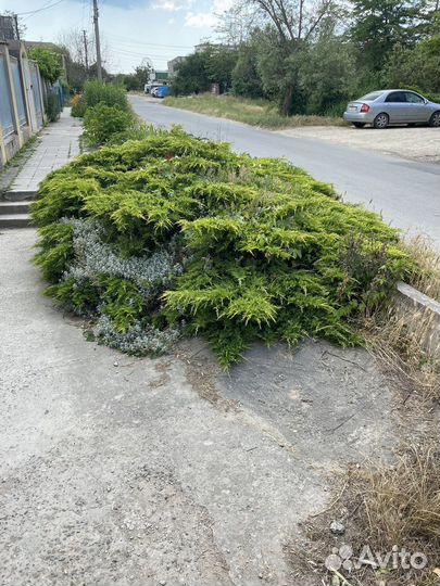 Редкие растения для сада