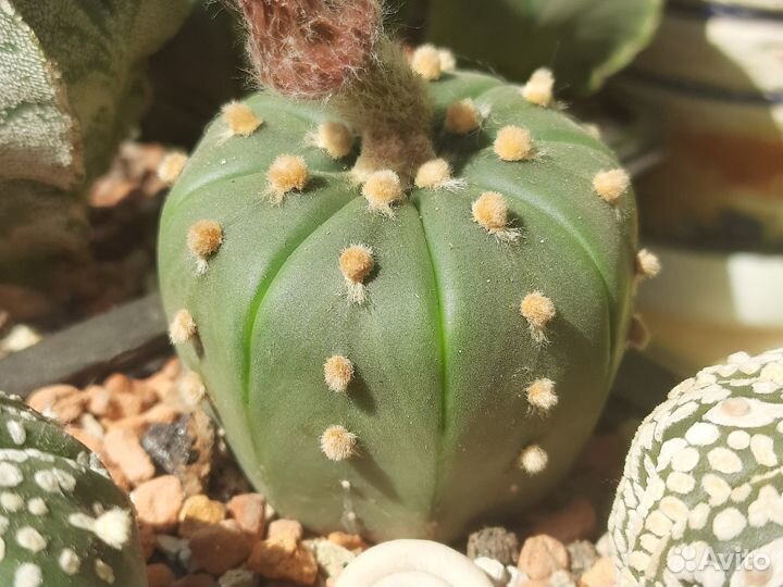 Кактус Astrophytum asterias nudum