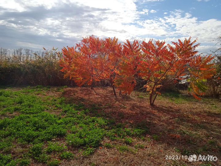 Сумах саженцы