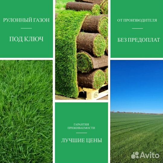 Рудлнный газон с укладкой