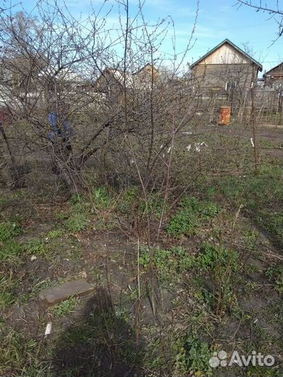 Саженцы плодовых деревьев