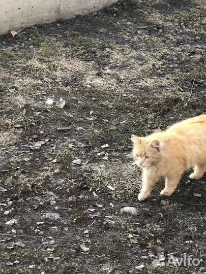 Кот в добрые руки