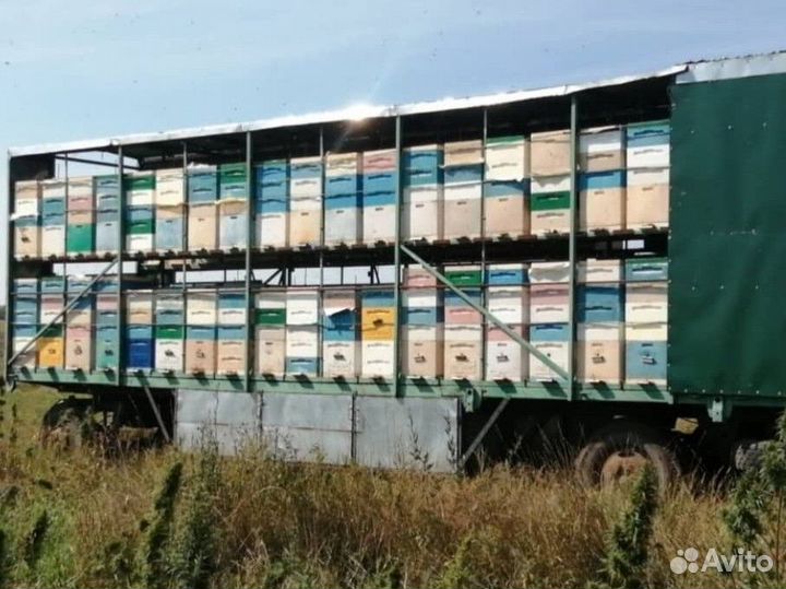 Чистейший мед Белой Акации