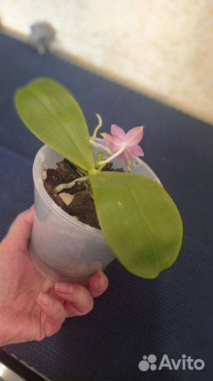 Mituo Purple Dragon Blue Round KS Blue Luedde