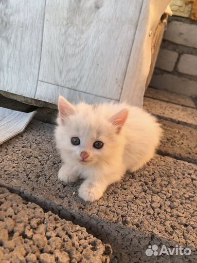 Кошки в добрые руки