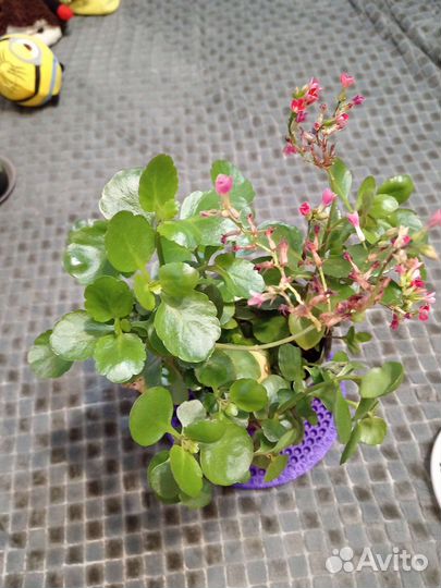 Каланхоэ цветущий