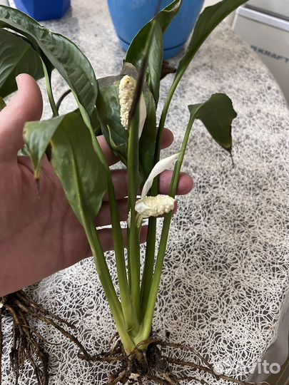 Спатифиллум