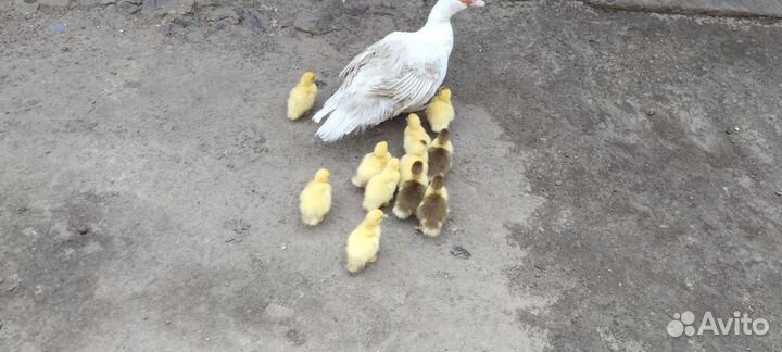 Животные индоутки