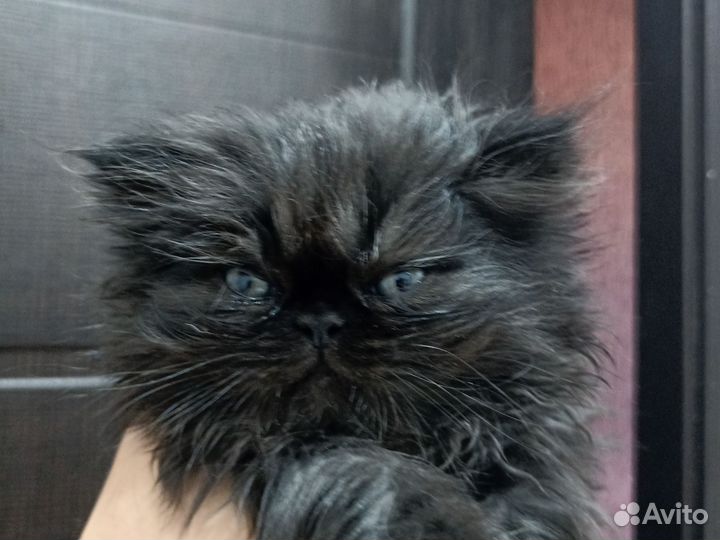 Персидские котята