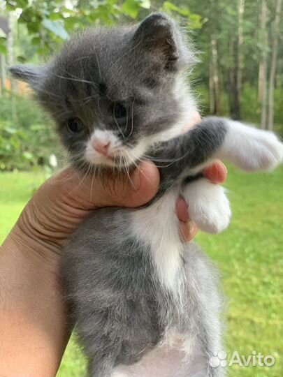 Котики маленькие