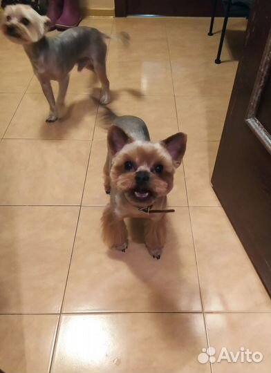 Грумер. Стрижка собак и кошек