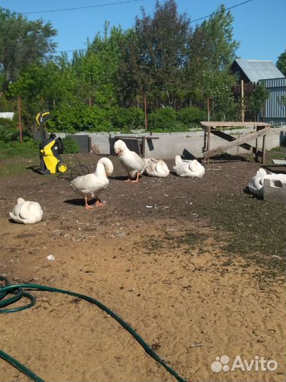 Гуси (Линда)