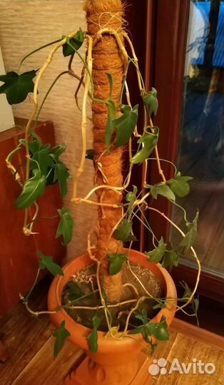 Филодендрон