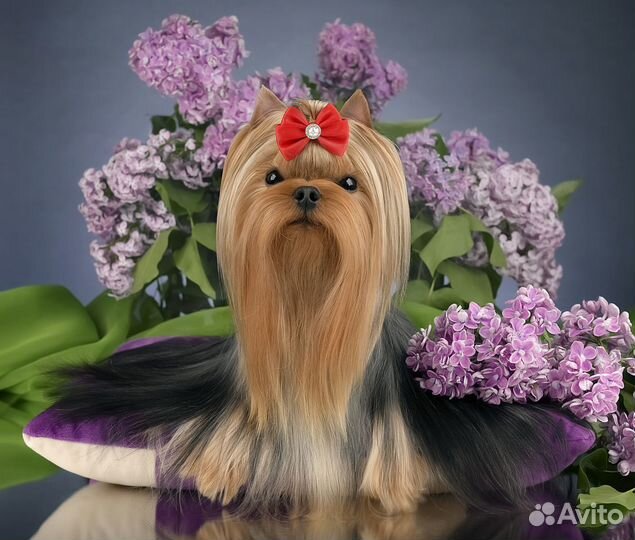 Мини йорк для вязки, беби фейс