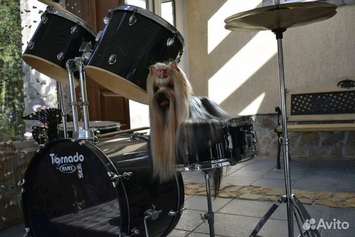 Кобель для вязки