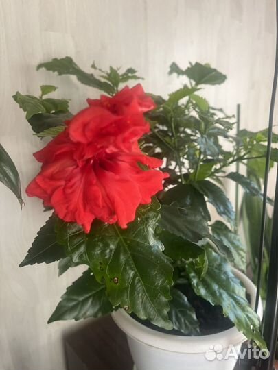 Китайская роза