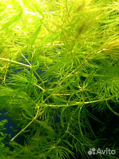 Моллинезия черная (лира), лимия, растения