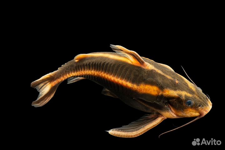 Аквариумные рыбки сомик