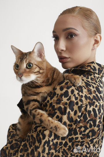 Бенгальский кот для фотосессии