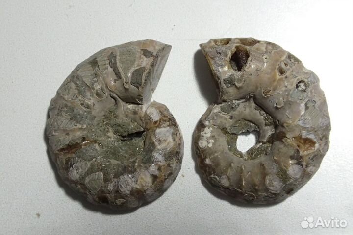 Раковина Аммонита. Окаменелость. Мадагаскар