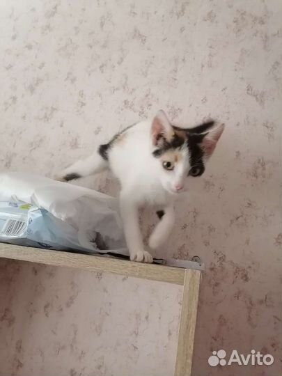 Котята в добрые руки бесплатно