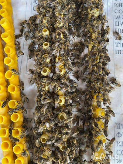 Пчеломатки