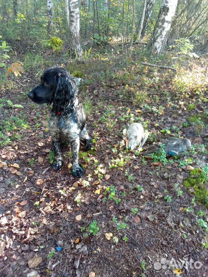 Русский охотничий спаниель вязка