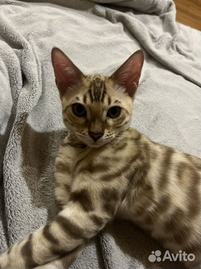 Бенгальский котенок мальчик