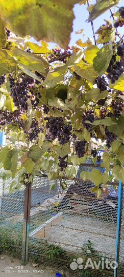 Виноград