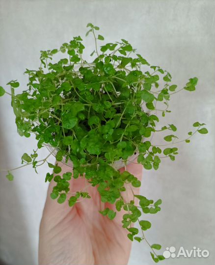 Солейролия