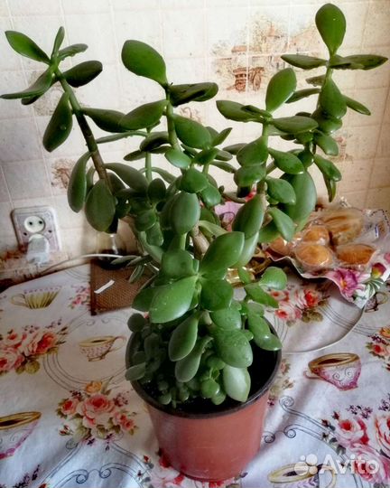 Толстянка Денежное Дерево