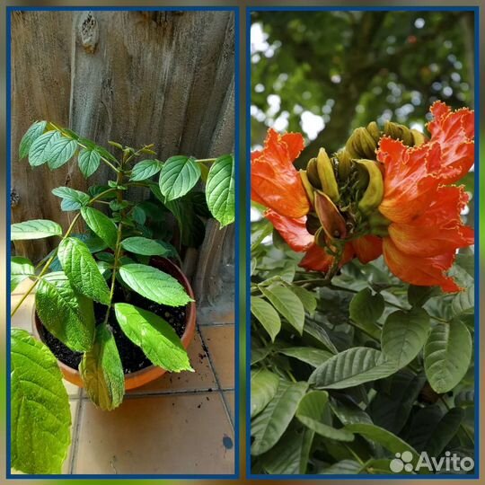 Комнатные растения и цветы