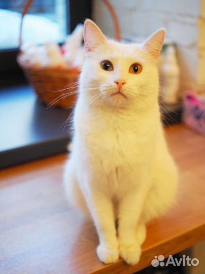 Котобюро. коты, кошки, котята в ответственные руки