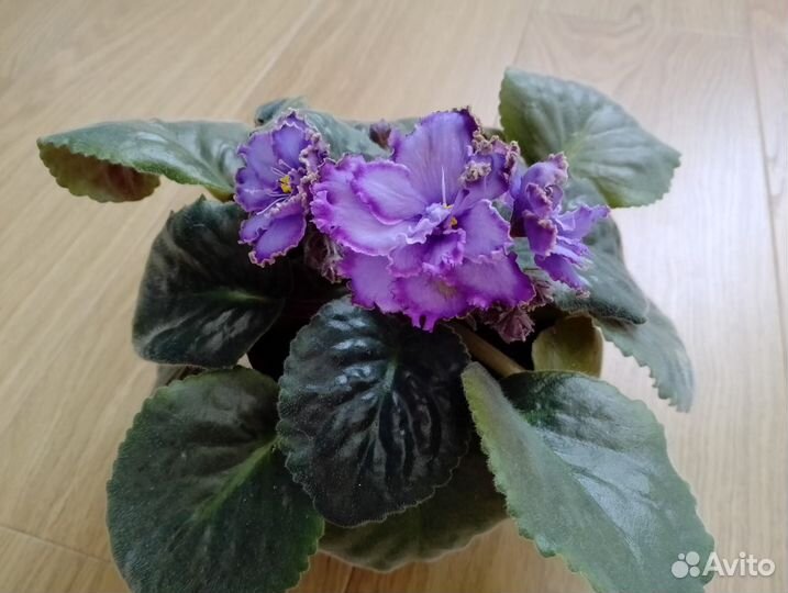 Фиалка Blue Dragon в подарок